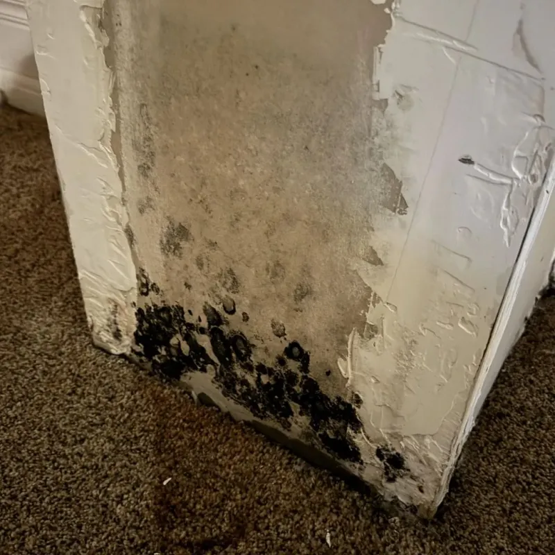 Professional Mold Removal in New South Memphis, TN